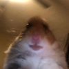 hamster6895