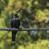birdsarentbirds