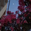 kawthar_darwish