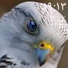 badouribadouri410
