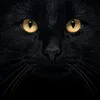 luna.theblackcats