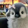 darma_066