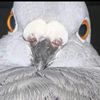 anydaypigeonboy