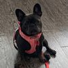 diorthefrenchbulldog1
