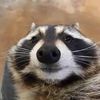 racoonmusicvideos