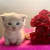 hellonakids