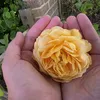 andr35peary