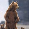 cbeark7