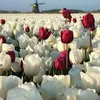 dyliwszolos4
