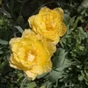 elyely777