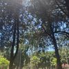 gizemg246