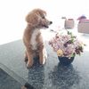 mini_sree71