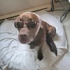 whisper_dog
