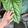 baenialifia