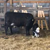 jensendirtpoorfarm
