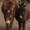 mojaveminidonkeys
