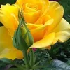 elena.m3003