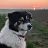 lunaaussiehusky