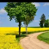 saadafridi129