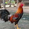 andika__57__