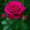 mst.tamanna882