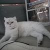 viza00723