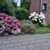 larina1236