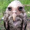 owl_uwu_221