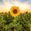 sunny8150