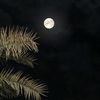 shumukh_711