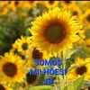 rose_viana8
