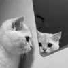 llwwoqq