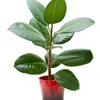 ficus_4