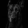 eurodobermancerberus
