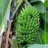ntungamo.niyoweitu