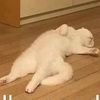 meawwwwwwwww._