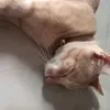 cat12356677888