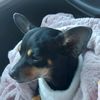 tesha_dixie_deano_rowdy