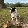 mistiwoof