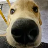 bailey_the_goldieee