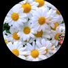 aysun.238