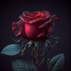 red_rose_11192