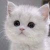 chesisw_