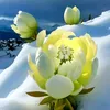 thuy.le.bn.tre