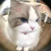 xoaidangyeu202