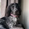 loony_tunes_the_sprocker