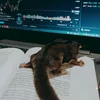 ajudanmama_