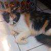 dianawatcah