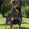 rotweiler50