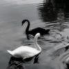 honesttly_graccce